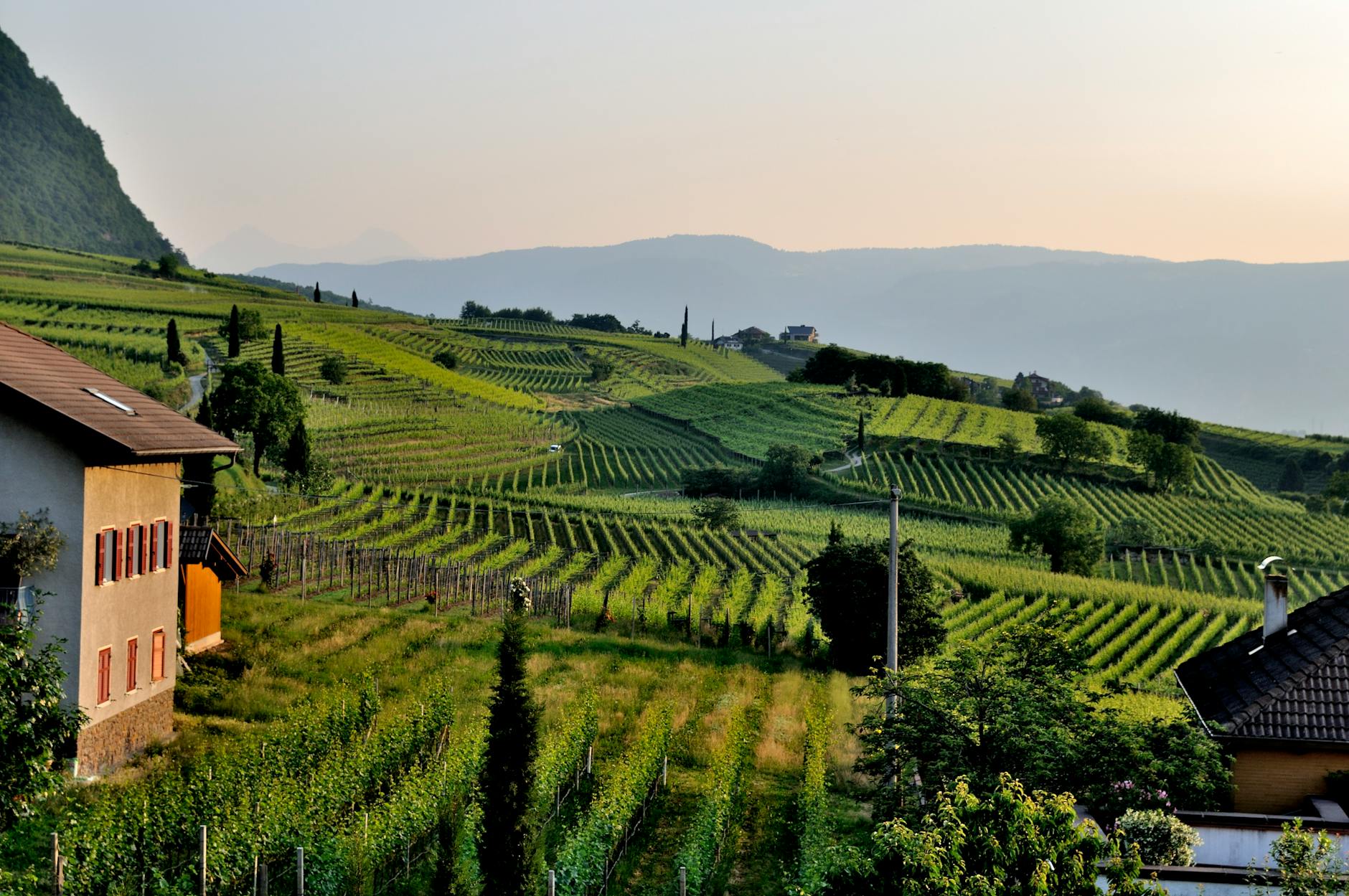 Vineyards stretching across the hillside