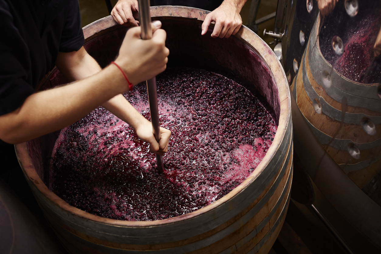 Winemakers working with freshly crushed grapes